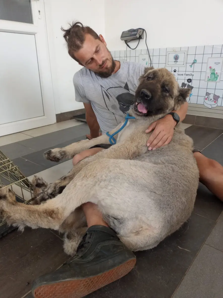 Consultație veterinară