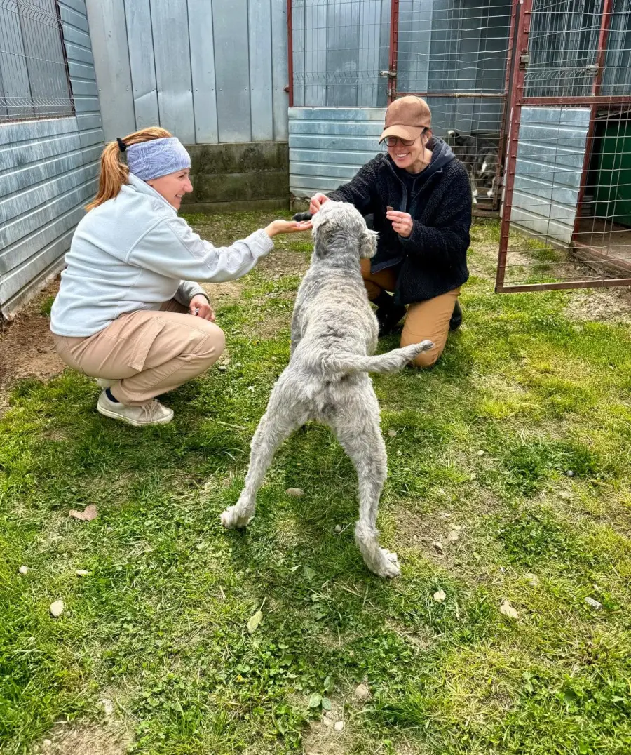 Consultație veterinară